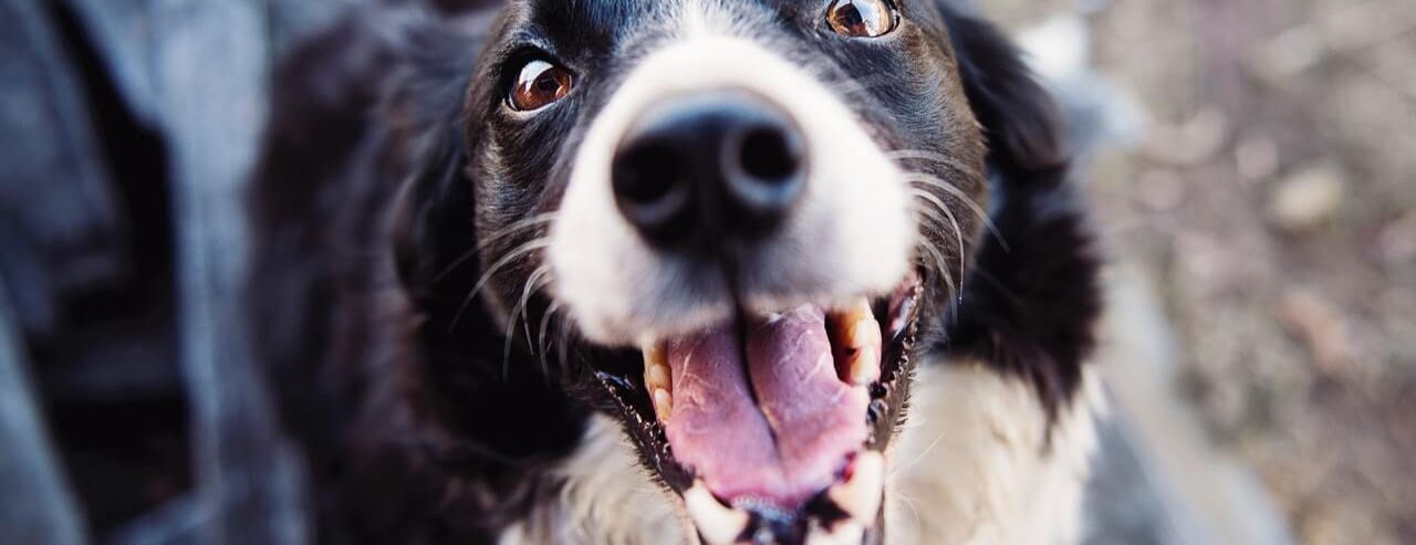 votre compagnon a un problème de comportement, la communication animale peut vous aider.